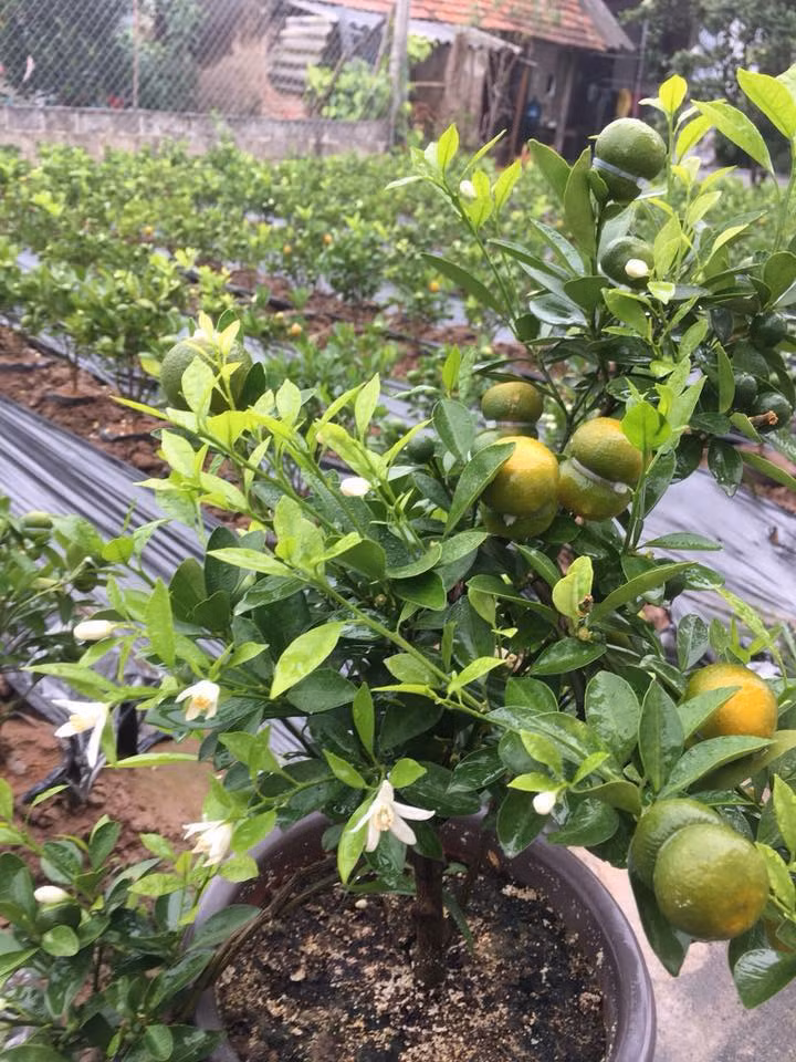 Nhiều chậu còn có cả hoa bung nở đẹp mắt. Ảnh: FB Huyền Mũm Mĩm.