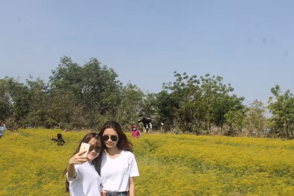 Ban đầu chủ vườn hoa (gia đình ông Trần Chiến) chỉ trồng để lấy hạt. Tuy nhiên, thấy hoa nở đẹp và có mùi thơm đặc trưng nên gia đình mở cửa đón khách đến tham quan. Ảnh: Dân Việt.