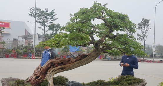 Cây sở hữu cả 4 yếu tố cổ, kì, mỹ, văn. Để có được tác phẩm này, anh Thịnh phải mất nhiều công sức và tâm huyết suốt 15 năm. Ảnh: Dân Việt.