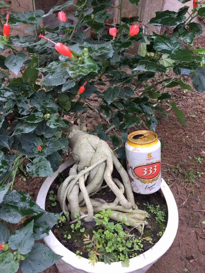 Dù chưa phổ biến như một số cây cảnh khác song bonsai dâm bụt đang được không ít người Việt sưu tầm. Ảnh: FB Trung Bonsai.