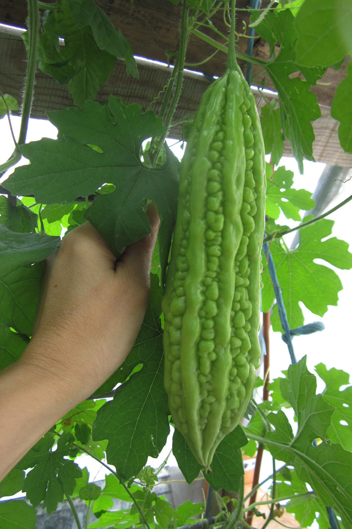 Mướp đắng là loại cây leo dễ trồng và không đòi hỏi phải có nhiều đất. Mướp đắng phát triển nhất trong đất cát tơi xốp, giàu chất hữu cơ. Ảnh: Rauxanh.