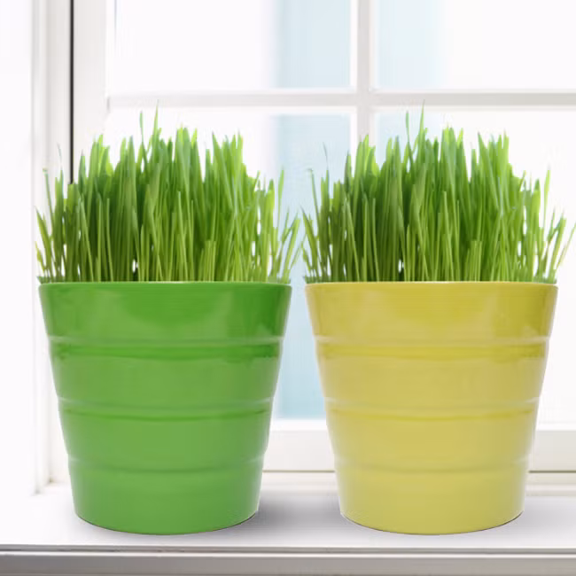 Khoảng 1 tuần, cây lúa xanh mướt, đẹp mắt có thể mang vào nhà đặt ở góc làm việc, cửa sổ, phòng khách...Ảnh: Nhommua.