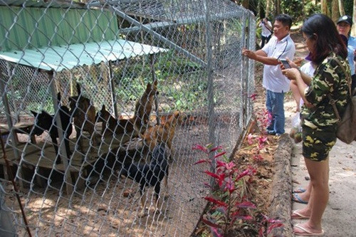 Dù thua lỗ 2 tỷ đồng ngay từ lần đầu nhưng ông Tuấn vẫn không từ bỏ ý định. Sau nhiều tháng ngày mày mò, đến nay trang trại của ông Tuấn có 410 con chó xoáy. Ảnh: CA TPHCM.