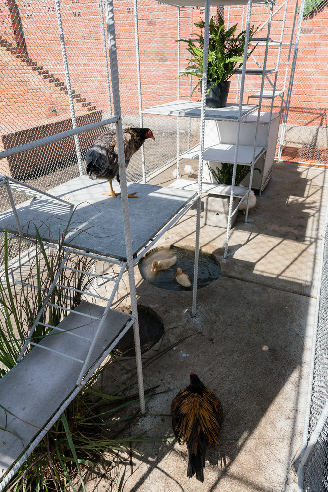 Những chú gà có không gian để đi lại, hít thở không khí.