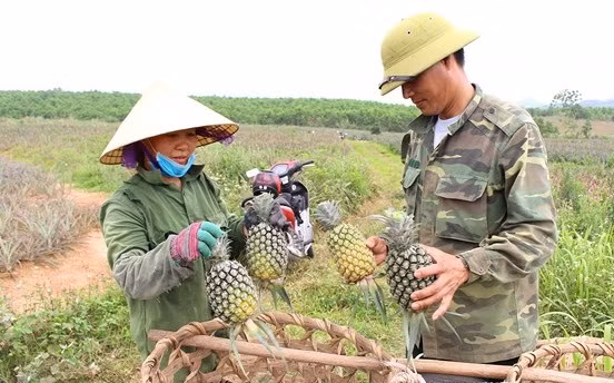 Thời gian này, bà con huyện Quỳnh Lưu, thị xã Hoàng Mai đang vào vụ thu hoạch dứa với niềm vui được mùa, được giá. Ảnh: Baonghean.