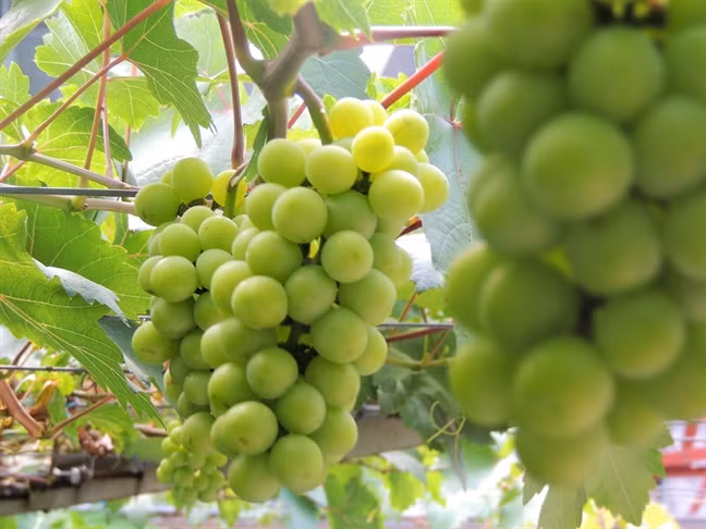 Vườn nho giữa phố của ông Ở được xem là mô hình tiêu biểu. Ảnh: Phunuonline.