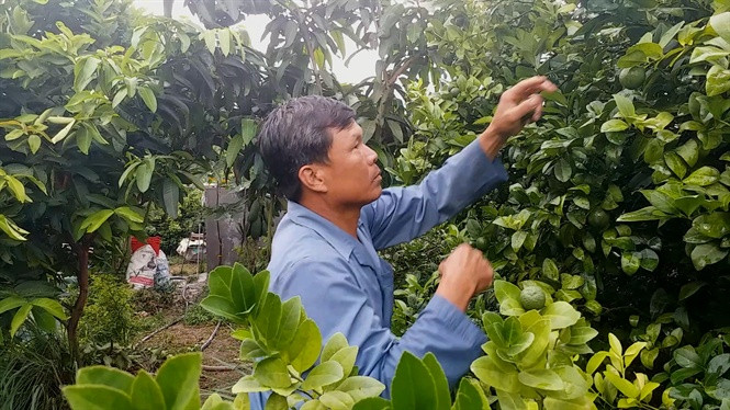 Gần đây, nhiều diện tích trồng lúa không hiệu quả, nhà vườn ở các tỉnh An Giang, Đồng Tháp, Vĩnh Long, Hậu Giang đổ xô trồng chanh bông tím. Ảnh: Nongnghiep.