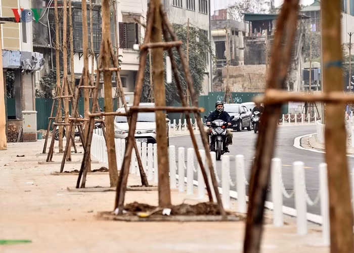 Hàng cây đường trồng mới dọc đường Nguyễn Đình Chiểu.