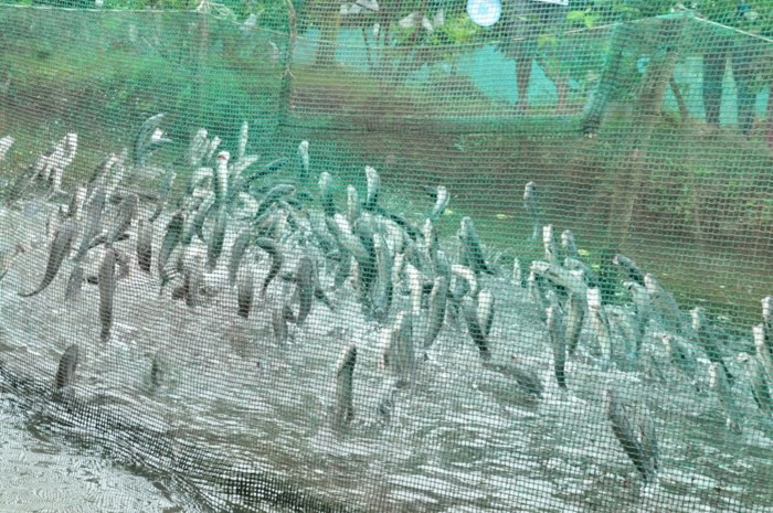 Mỗi tháng thu nhập từ vườn trái cây và các sản phẩm làm từ đàn cá lóc bay của gia đình anh Tín khoảng 50 triệu đồng. Ảnh: GD&amp;TĐ.