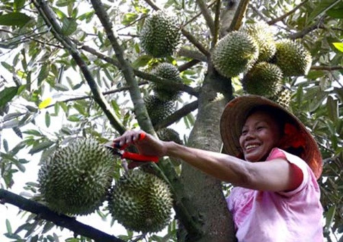 "Vương quốc sầu riêng" bây giờ có trái quanh năm, nhiều nhất là mùa hè. Ảnh: Baotintuc.