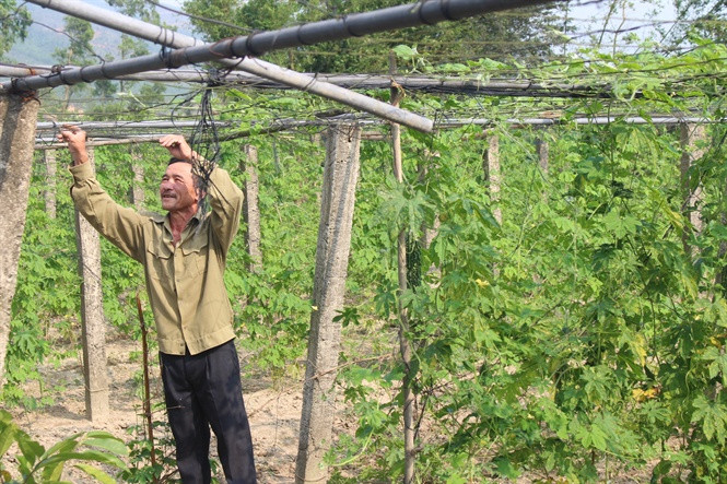 Đầu vụ, mướp đắng ở Cẩm Trung dao động từ 20.000 – 40.000 đồng/kg, đến chính vụ thì giảm xuống còn 4.000 – 5.000 đồng/kg. Tuy nhiên ở thời điểm cuối vụ giá sẽ tăng hơn. Ảnh: Nongnghiep.