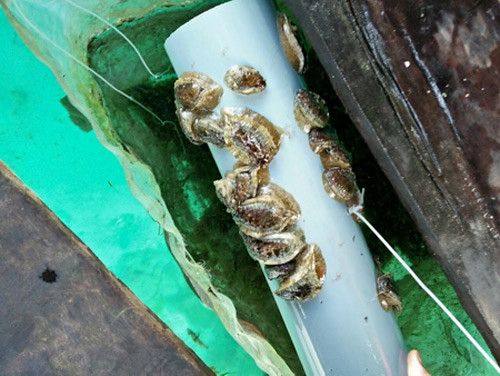 Lồng bè nuôi bào ngư thương phẩm vành tai thiết kế tương tự như lồng bè nuôi tôm hùm. Ảnh: Dân Việt.