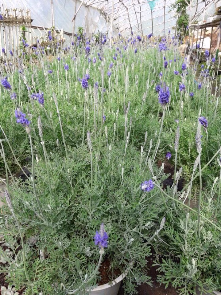 Do đó, nếu được chăm sóc tốt, bonsai lavender có thể ra hoa quanh năm. Ảnh: FB Cây Hoa Cảnh.