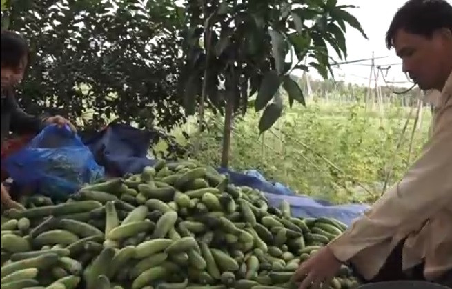 Thảm cảnh dưa chuột rớt giá cũng từng xảy ra tại Đồng Tháp hồi tháng 2/2017 khi giá chỉ còn 500 đồng/kg. Ảnh: Tuổi trẻ.