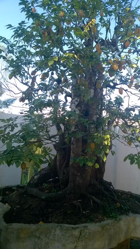 Khế ngọt bonsai chi chít quả trông thích mắt. Ảnh: Tang Nguyentan.