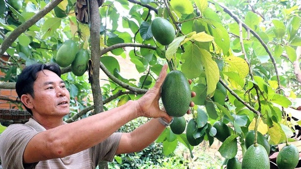 Hiện, bơ Cuba được trồng nhiều ở các tỉnh Tây Nguyên. Ảnh: Đăk Nông.