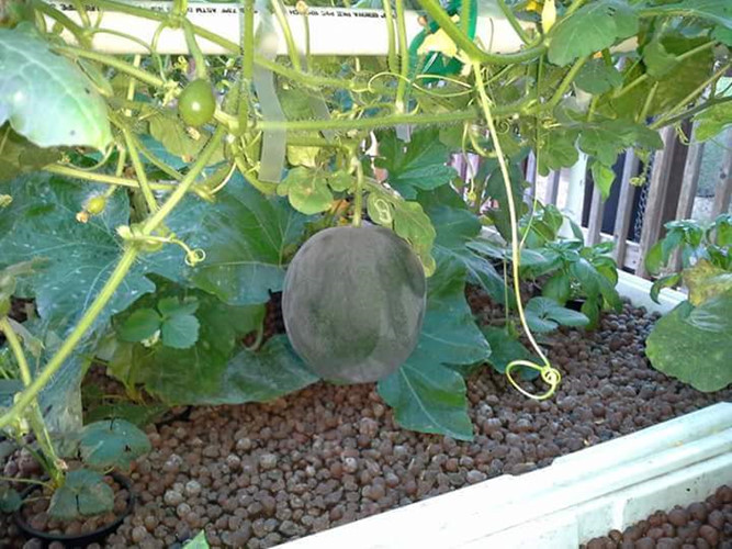 Với ưu điểm quả nhỏ, dễ chăm sóc, gần đây dưa hấu tí hon (hay dưa hấu đường) được nhiều gia đình chọn trồn trên ban công, sân thượng. Ảnh: Dân Việt.