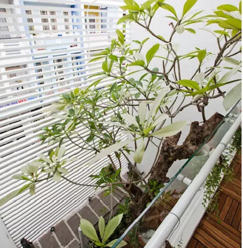 Ít ai có thể ngờ trong ngôi nhà phố lại kết hợp hoàn hảo giữa ánh sáng tự nhiên và cây cối xanh mát. Nguồn ảnh: Song Phat Construction.