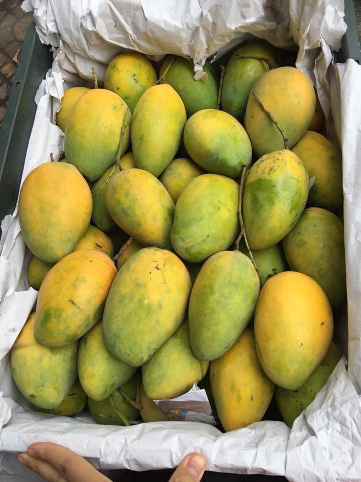 Xoài cát thơm Nha Trang được ưa chuộng vì sạch, trồng tự nhiên trên rẫy, có vị thơm quyến rũ, đặc biệt. Ảnh: FB Tố Uyên.