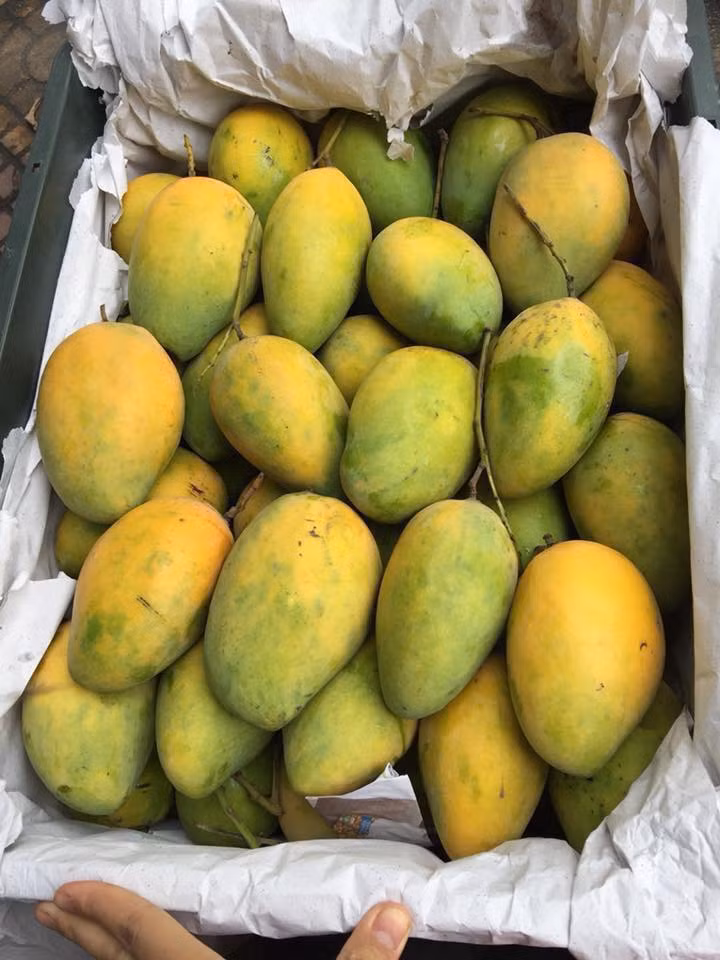 Xoài cát thơm Nha Trang được ưa chuộng vì sạch, trồng tự nhiên trên rẫy, có vị thơm quyến rũ, đặc biệt. Ảnh: FB Tố Uyên.