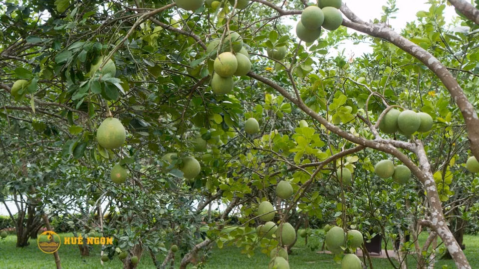 Khoảng 5 năm sau khi trồng, thanh trà cho thu hoạch vụ đầu tiên, cho thu nhập khoảng 200 triệu đồng/ha, thậm chí có khi lên đến 400 triệu đồng/ha. Ảnh: Hue ngon.