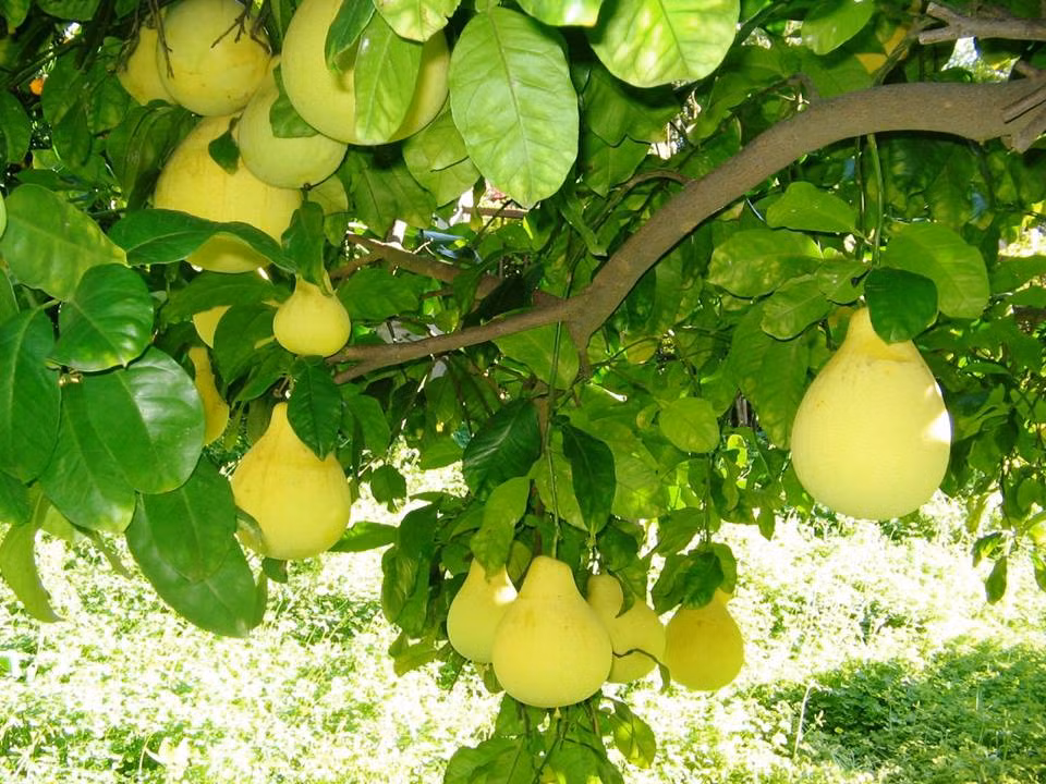 Theo nguồn tin trên Báo Tài nguyên &amp; môi trường, phường Thủy Biểu có khoảng 150ha diện tích trồng thanh trà, với hơn 1.000 hộ theo nghề. Ảnh: FB Huế trong tôi.