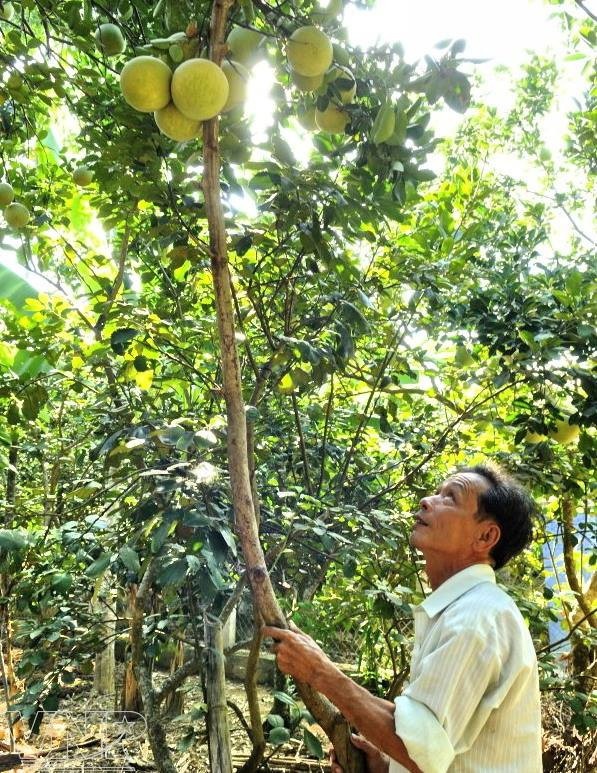 Mỗi vụ thanh trà qua đi, người trồng lại "bỏ túi" hàng trăm triệu đồng. Ảnh: FB Huế trong tôi.