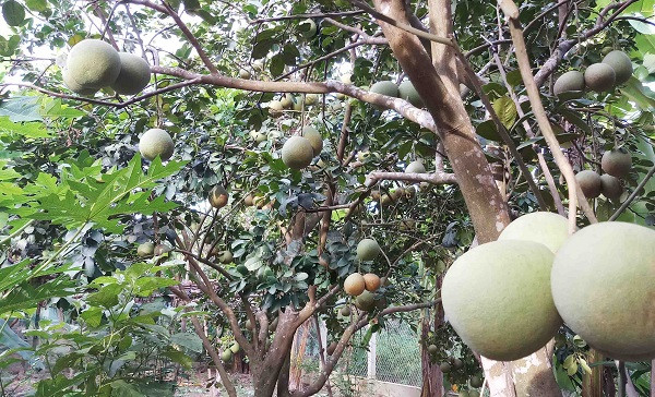 Không những vậy, cây thanh trà còn giúp người dân ăn nên làm ra. Ảnh: TNMT.