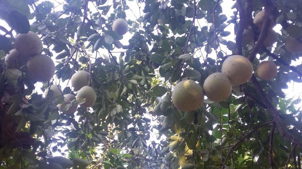 So với các cây trồng khác thì thanh trà ít tốn công chăm sóc lại cho thu nhập cao. Ảnh: FB Linh Dan.