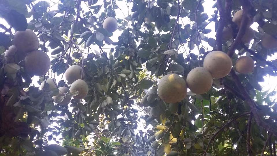 So với các cây trồng khác thì thanh trà ít tốn công chăm sóc lại cho thu nhập cao. Ảnh: FB Linh Dan.