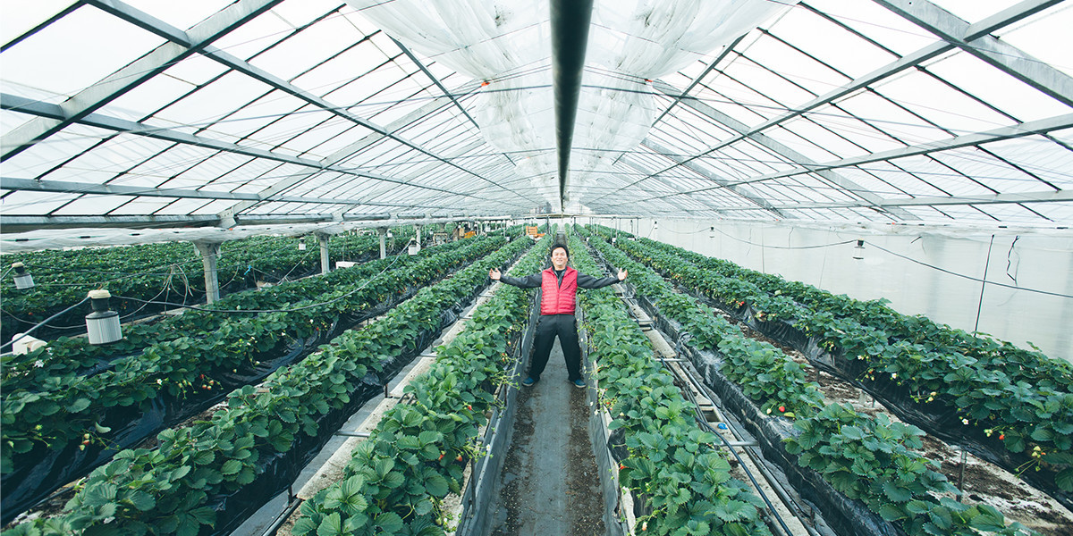 Để đảm bảo độ an toàn, dâu tây Kotoka được trồng hoàn toàn trong nhà kính. Ảnh: Narajikan.