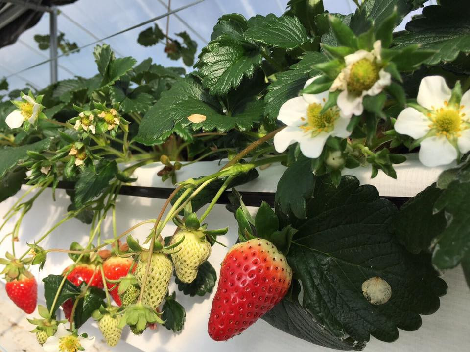 Kotoka được thu hoạch trong khoảng thời gian từ giữa tháng 12 đến giữa tháng 5. Ảnh: FB Monzen Marche.