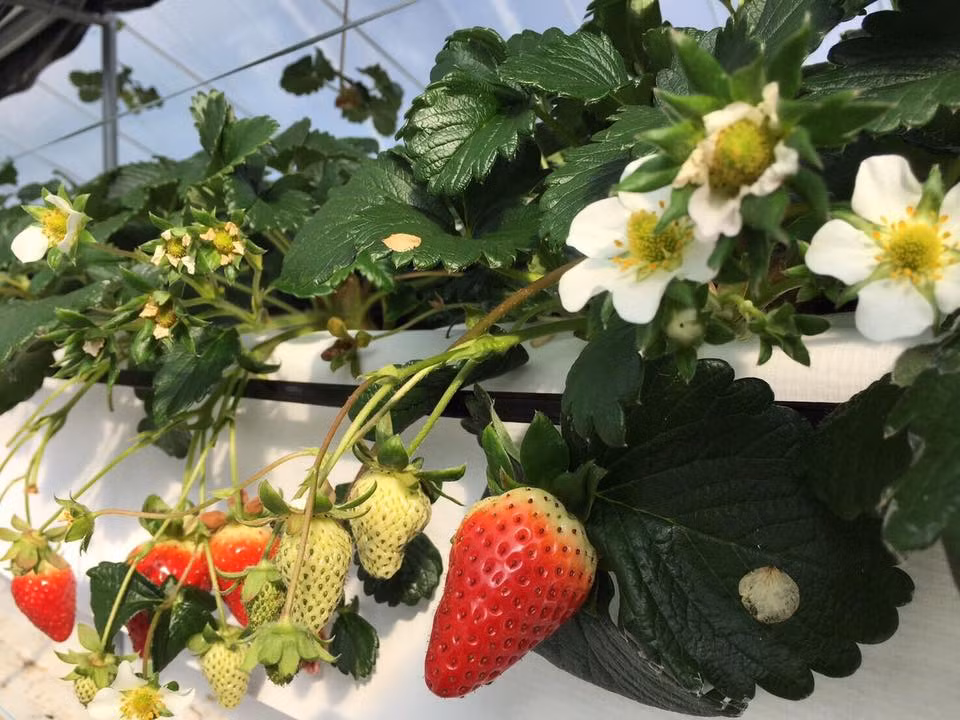 Kotoka được thu hoạch trong khoảng thời gian từ giữa tháng 12 đến giữa tháng 5. Ảnh: FB Monzen Marche.