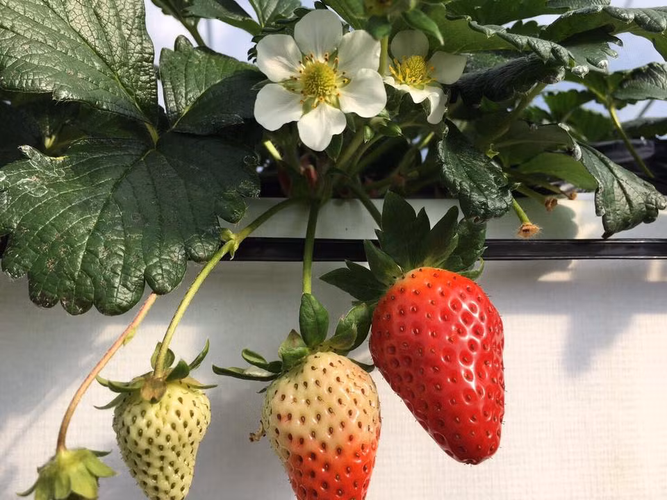 Khi thưởng thức, thực khách sẽ cảm nhận một chút vị chua dịu, nhưng nổi bật hơn cả vẫn là vị ngọt đậm đà. Ảnh: FB 門前市場.