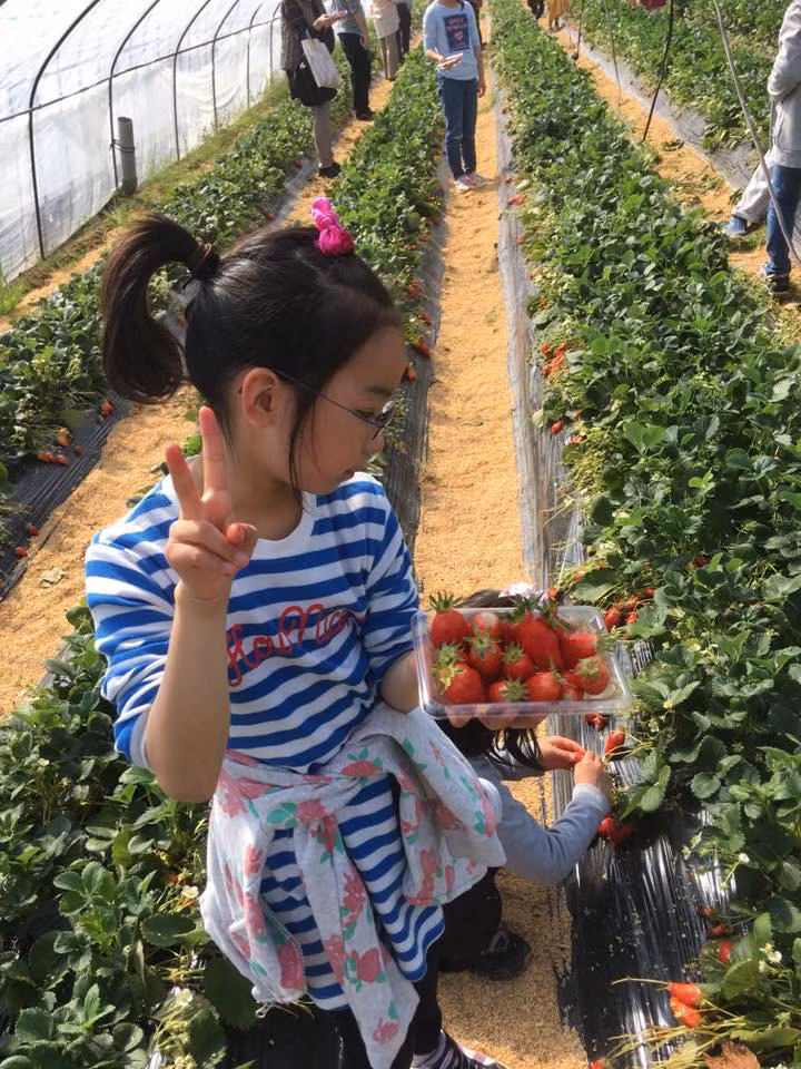 Dâu tây Kotoka chứa lượng đường trung bình khoảng 12-13 độ, ngọt hơn hẳn so với dâu tây thông thường. Ảnh: FB Junjiro Kureha.