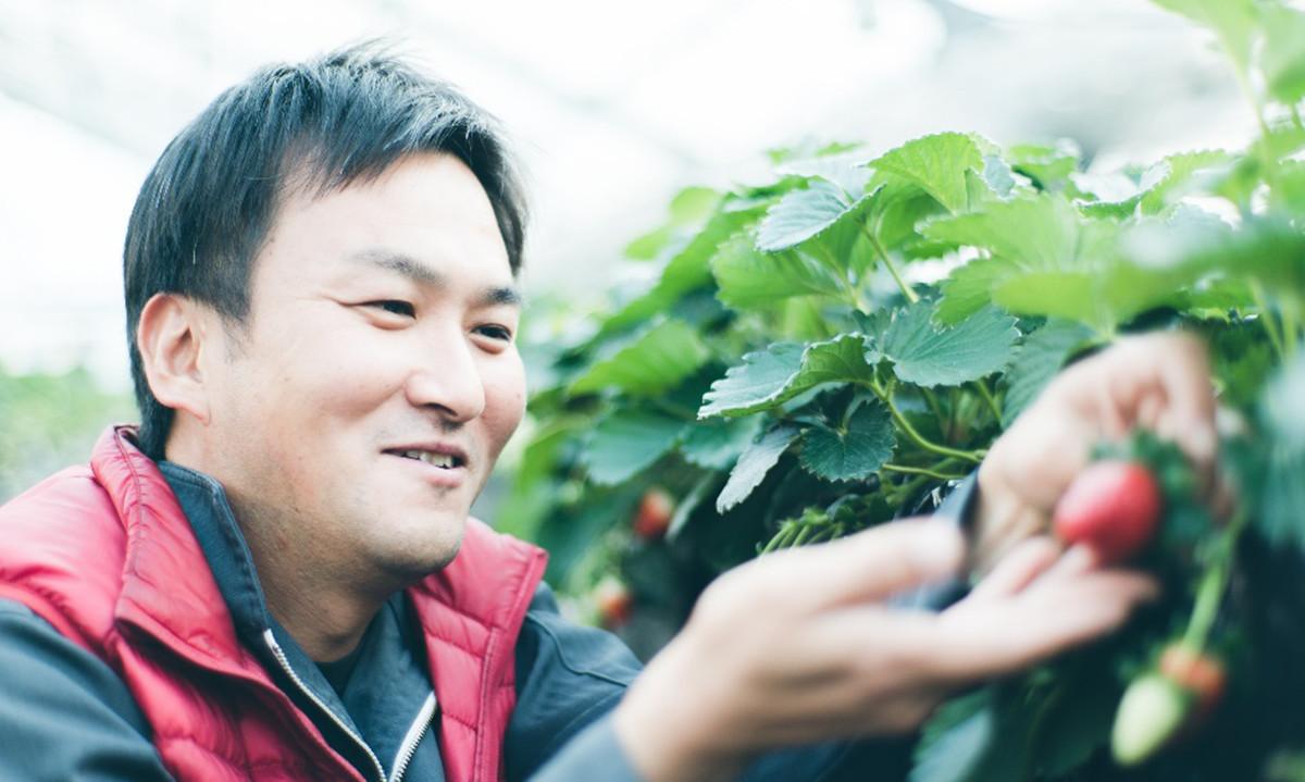 Giống dâu tây đắt nhất thế giới này được trồng lần đầu tiên vào năm 1989. Ảnh: Narajikan.