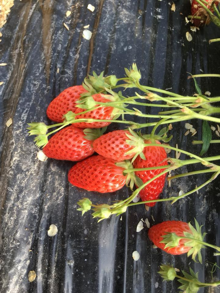 Giá trị của quả dâu không chỉ nằm ở việc sản xuất an toàn mà còn ở hương vị và độ ngọt. Ảnh: FB Junjiro Kureha.