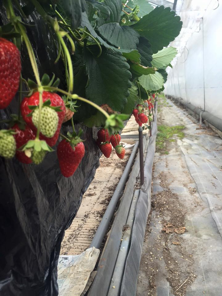 Dâu tây Kotoka tuy đắt đỏ nhưng không phải lúc nào cũng có sẵn. Nó còn phụ thuộc vào điều kiện môi trường. Ảnh: FB Kazuya Ikegami.