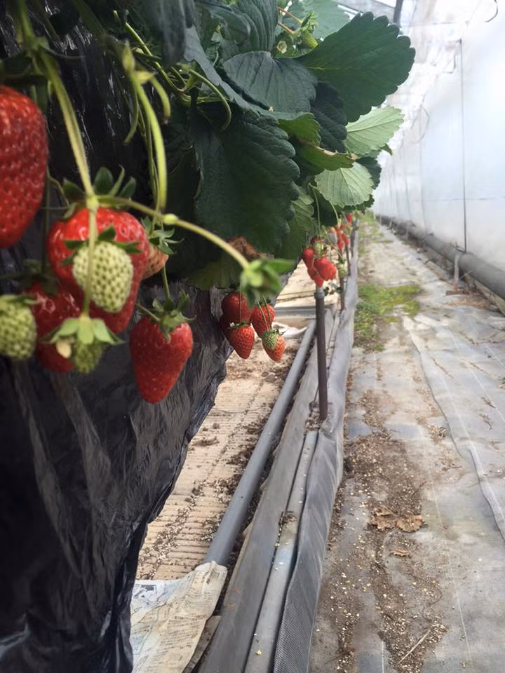Dâu tây Kotoka tuy đắt đỏ nhưng không phải lúc nào cũng có sẵn. Nó còn phụ thuộc vào điều kiện môi trường. Ảnh: FB Kazuya Ikegami.