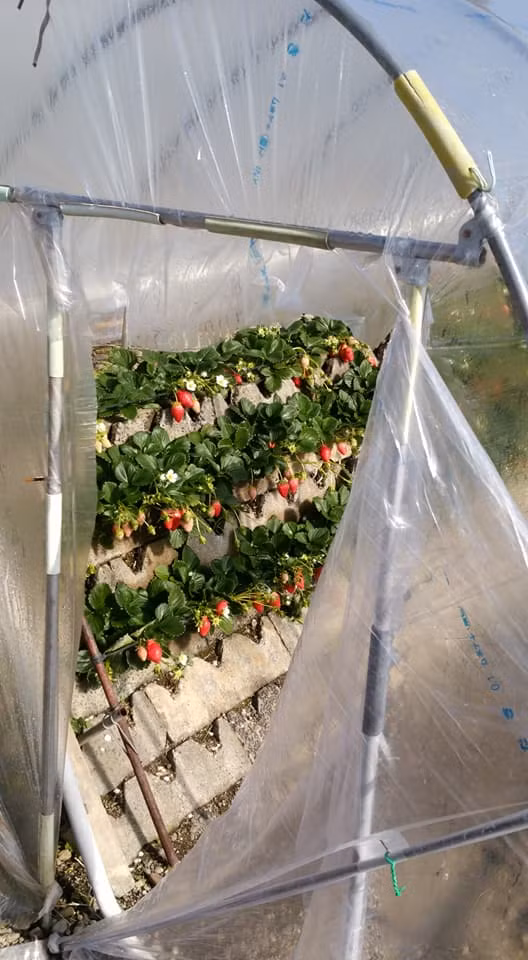 Tuy nhiên, dâu tây Kotoka ngon nhất là khoảng tháng 1- tháng 2 hàng năm. Ảnh: FB Monzen Marche.