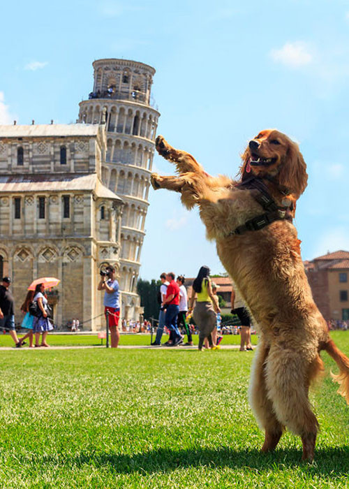 Boss ra tay thì không đổ được đâu.