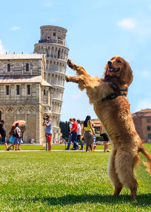 Boss ra tay thì không đổ được đâu.