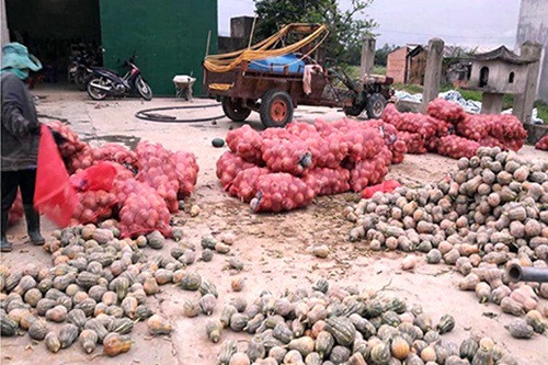 Bí đỏ để chất đống dẫn đến thối rữa, hư hỏng vì không có người đến mua. Ảnh: Cand.