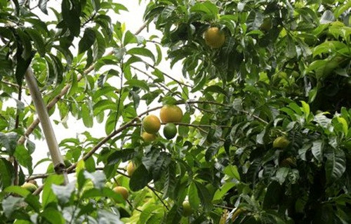 Đặc biệt, giống vú sữa này còn dễ trồng và cho trái quanh năm. Ảnh: Baovinhlong.