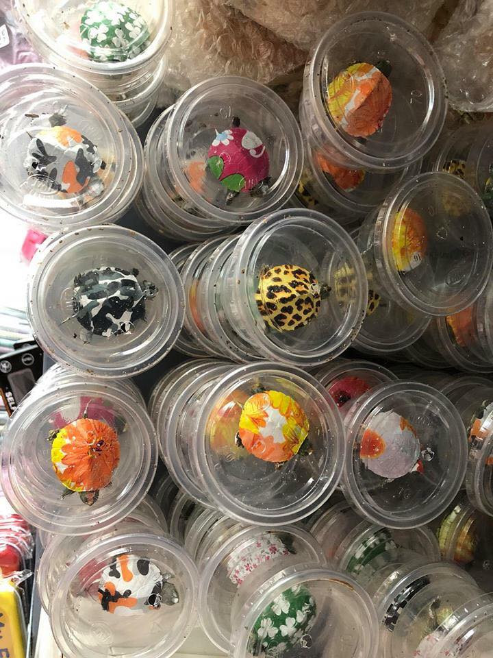 Rùa cảnh sống trên cạn, nếu muốn nuôi dưới nước thì nước không được ngập quá mai rùa. Ảnh: FB ‎Le Hong Thuy.