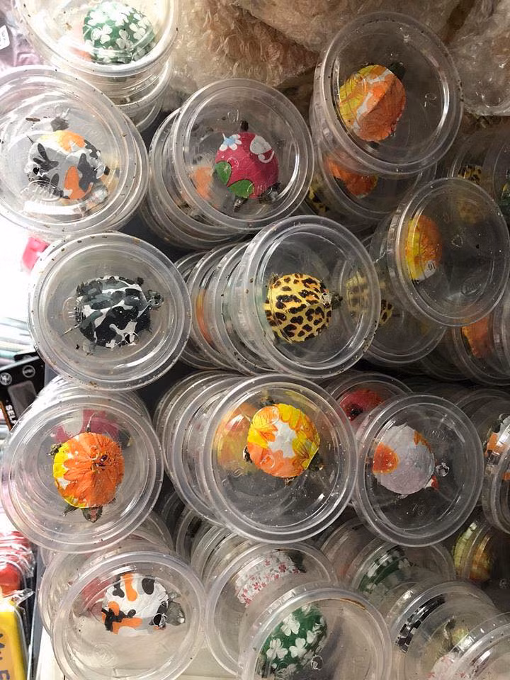 Rùa cảnh sống trên cạn, nếu muốn nuôi dưới nước thì nước không được ngập quá mai rùa. Ảnh: FB ‎Le Hong Thuy.