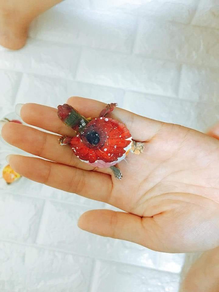 Vẻ đẹp đáng yêu của các chú rùa khiến nhiều chị em thích thú. Ảnh: FB Bảo Yến.