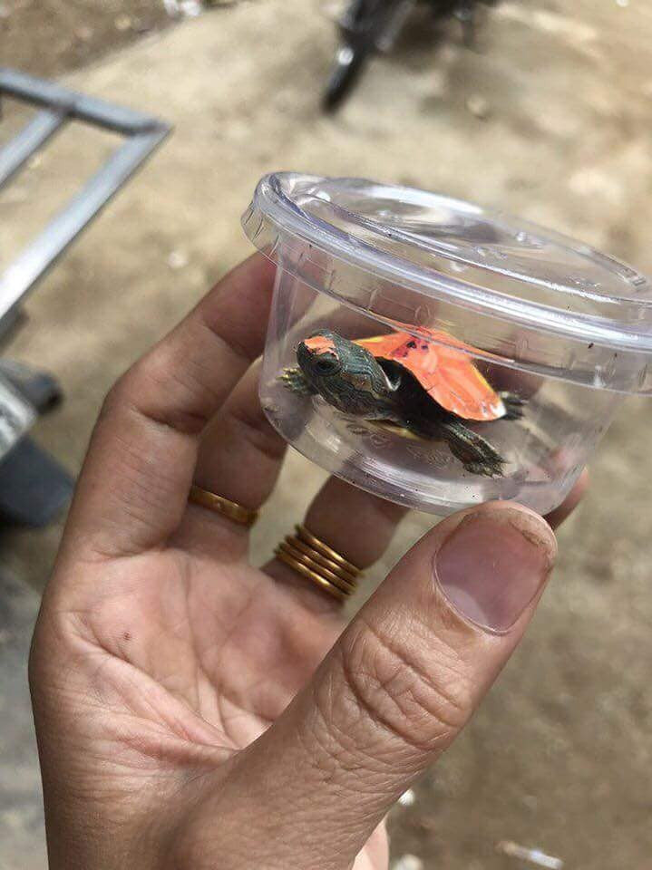 Khi được hỏi về nguồn gốc, một số người bán cho biết lấy ở Việt Nam. Ảnh: FB Ha Kan.