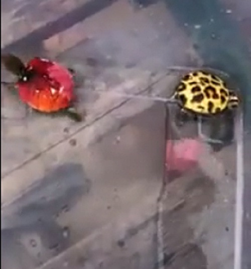 Màu sắc đẹp mắt là do người nuôi sơn lại trên mai. Ảnh: FB Trân Thi Huê.