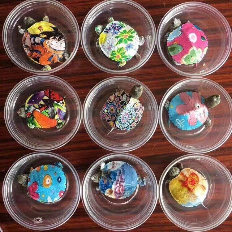 Khác với rùa cảnh thông thường, những chú rùa này được trang trí mai đẹp mắt, màu sắc rực rỡ. Ảnh: FB Trần Thuỳ Linh.